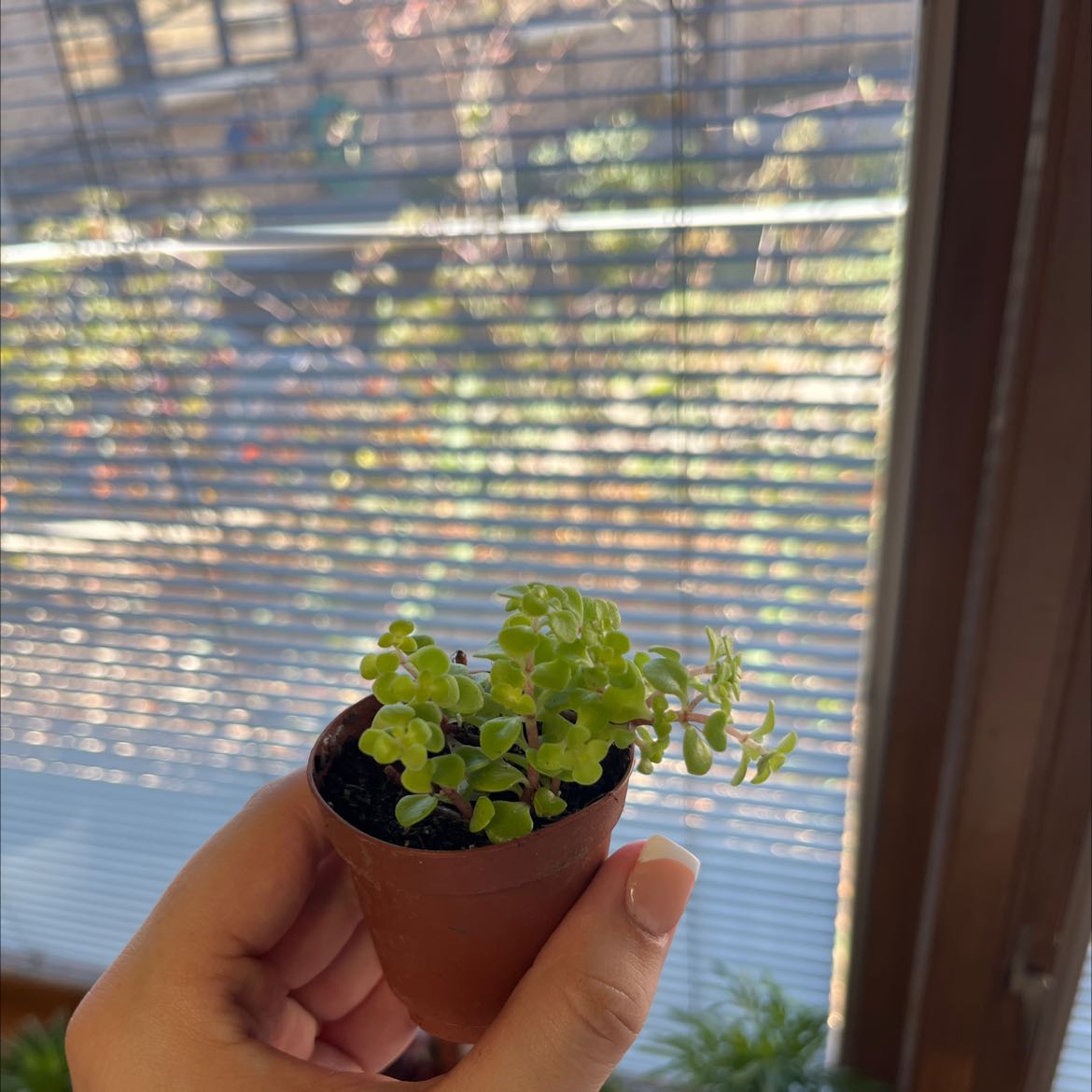 A healthy Woodland Stonecrop plant in a small pot, held by a hand.