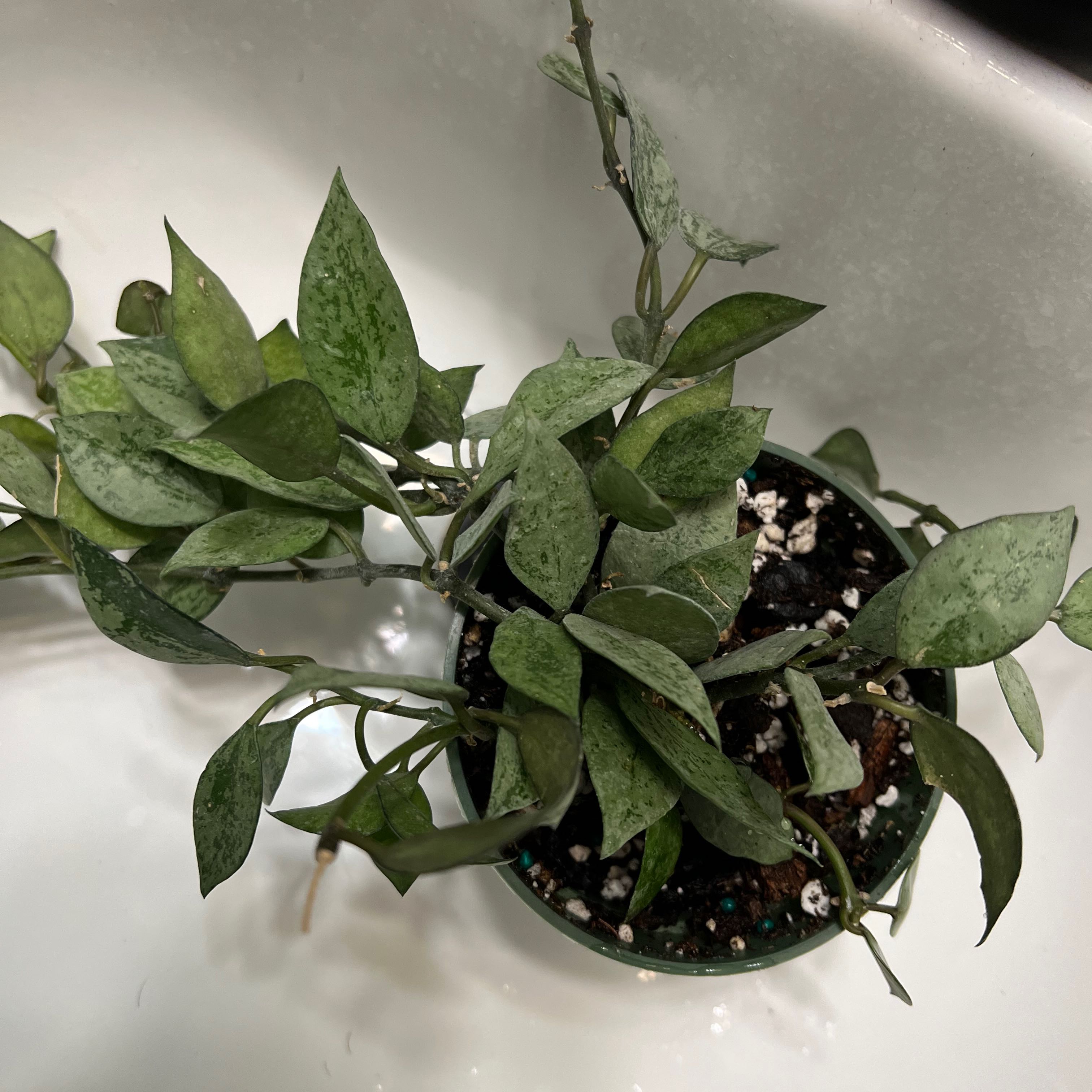 Hoya khroniana Silver Splash plant in a small pot with visible soil, placed in a sink.
