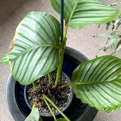 Calathea Orbifolia plant
