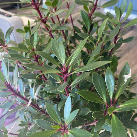 Photo of the plant species Boobialla by Magicalrhodora named Luisa on Greg, the plant care app