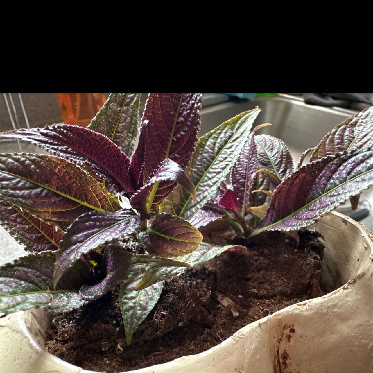Photo of the plant species persian shield by @VerifiedBonsai named Persian Shield on Greg, the plant care app