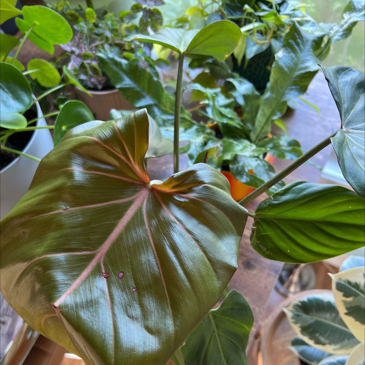 Philodendron 'Summer Glory' plant with large, glossy leaves. Multiple plants in the background.