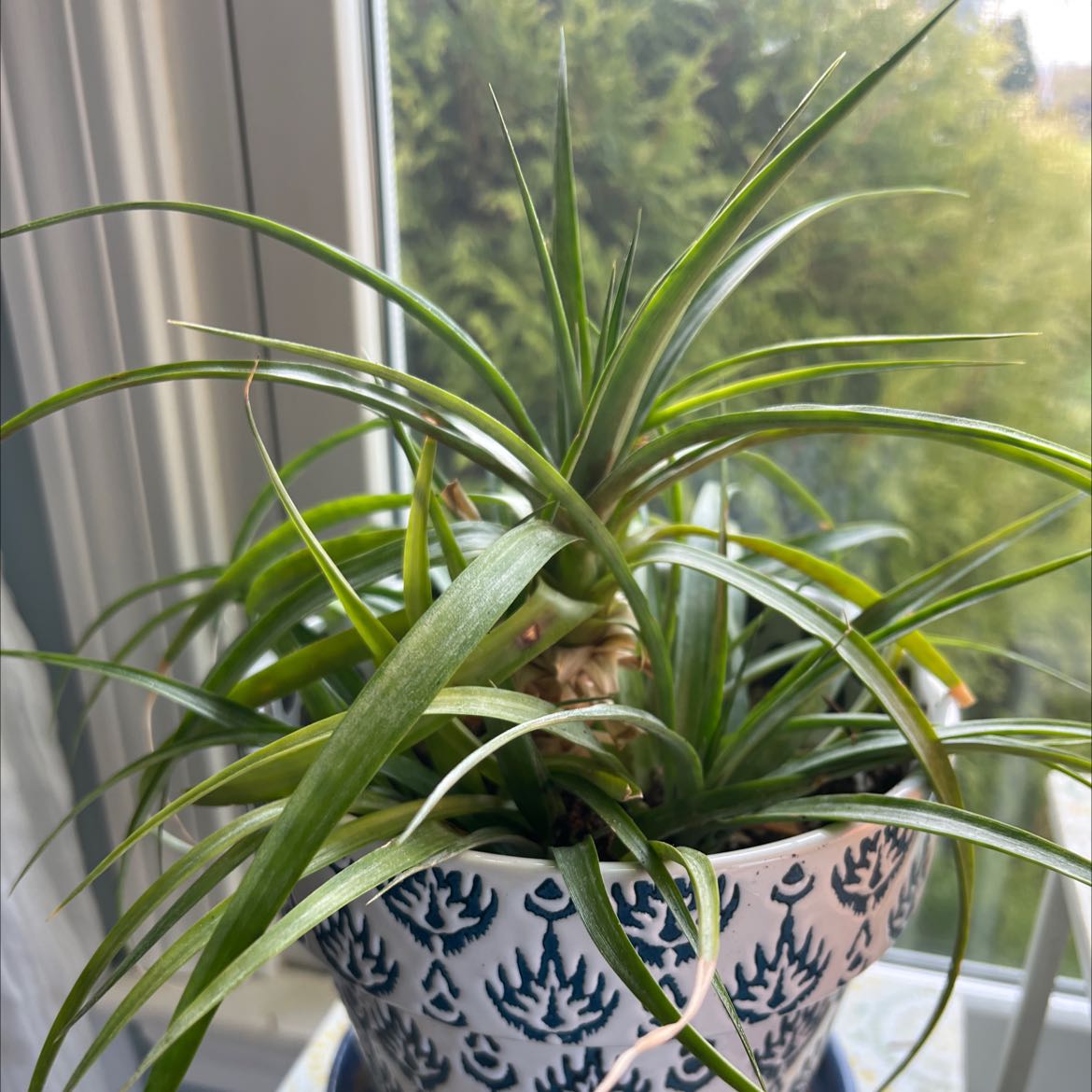 Plant care for Aechmea fasciata 'Primera' on Greg, the plant care app