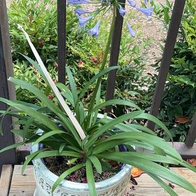 Photo of the plant species African Lily by Quincy named Gobi on Greg, the plant care app