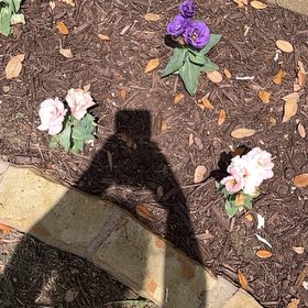 Photo of the plant species Texas bluebells by Quincy named Elle on Greg, the plant care app