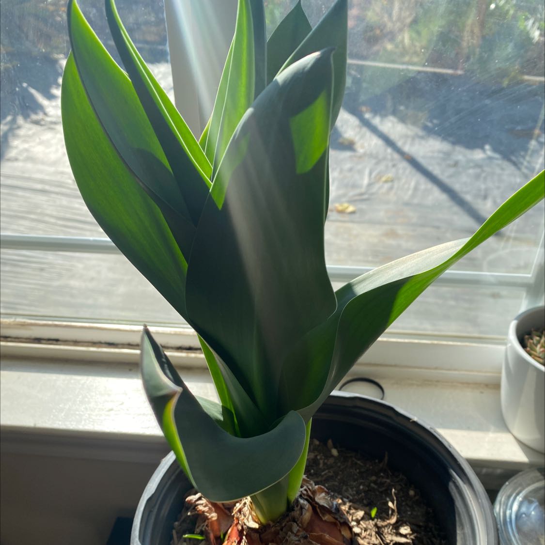 Photo of the plant species Mededicinal Squill by @StylishRedlion named Umqua on Greg, the plant care app