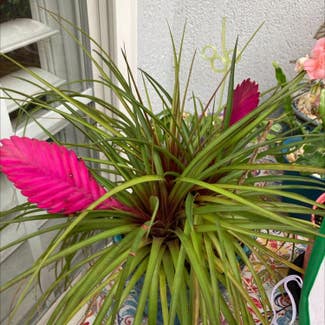 Pink Quill plant in Bluffton, South Carolina