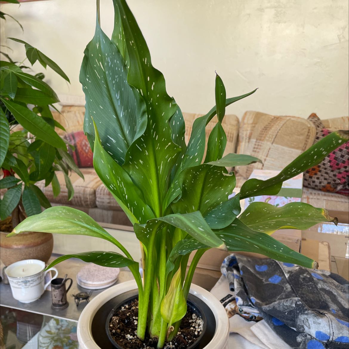 Spotted Calla Lily in a pot with vibrant green leaves and white spots.