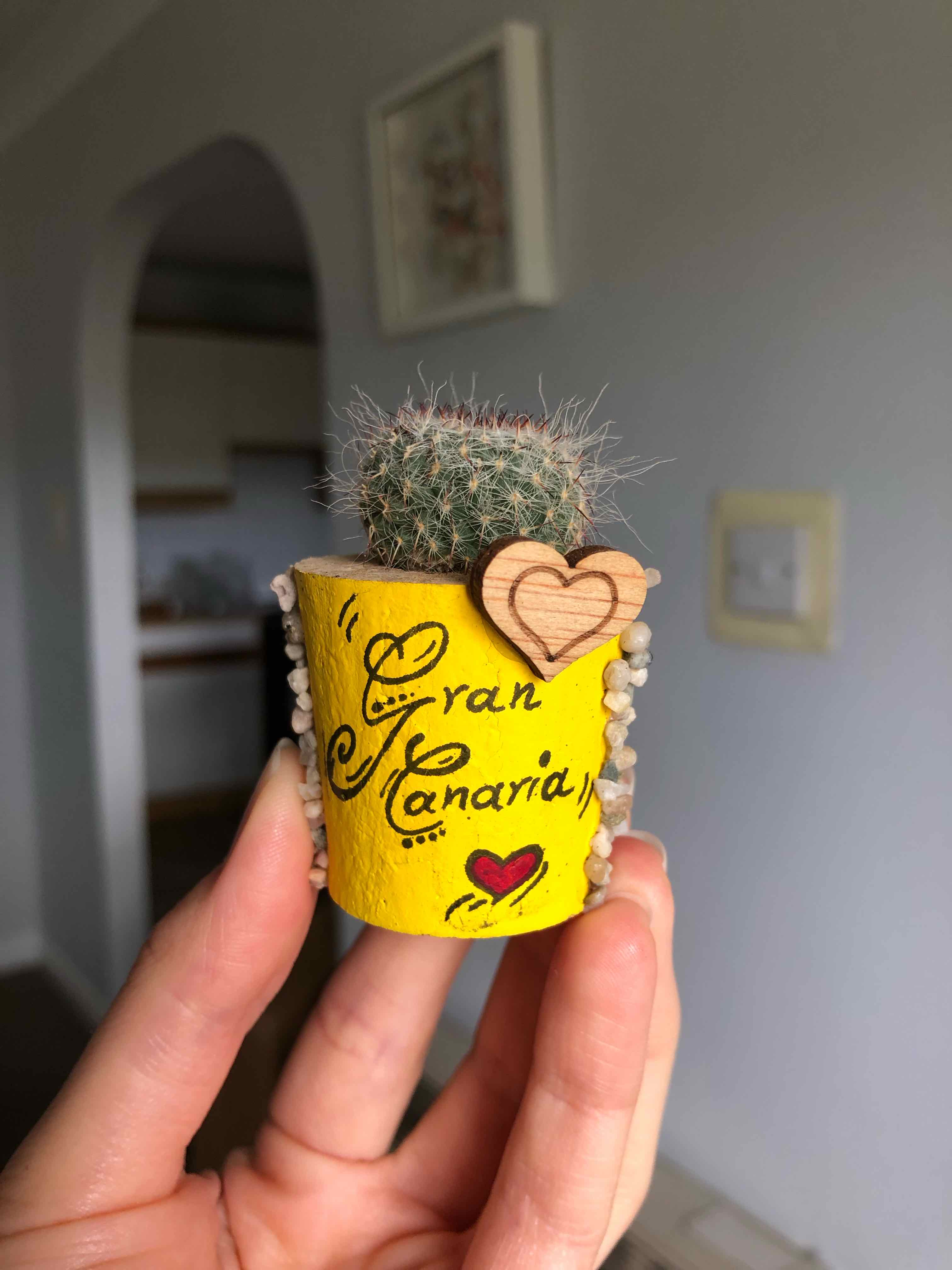 A healthy Old Lady Cactus in a decorated pot held by a hand.