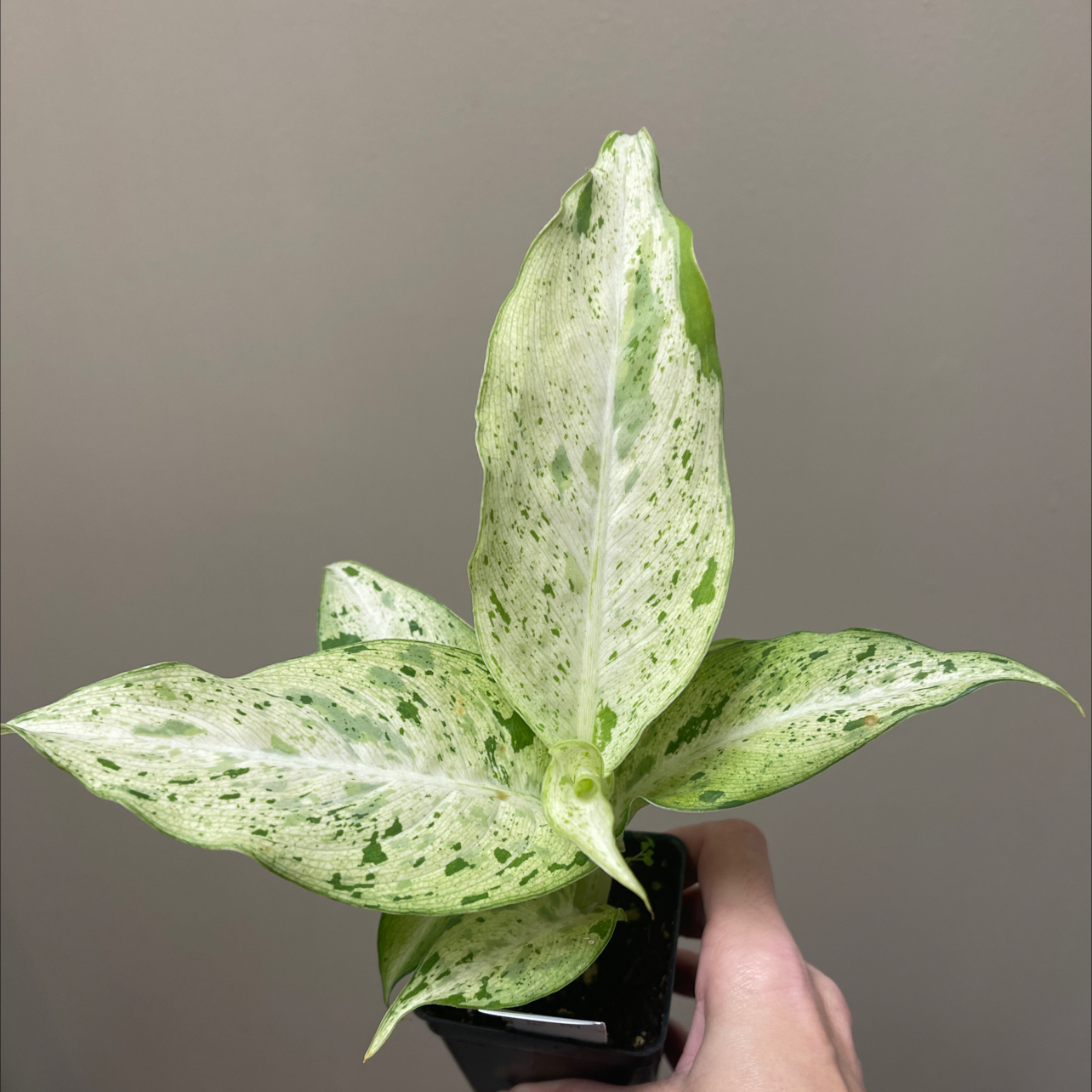 Dieffenbachia 'Camouflage' plant with variegated leaves held by a hand.