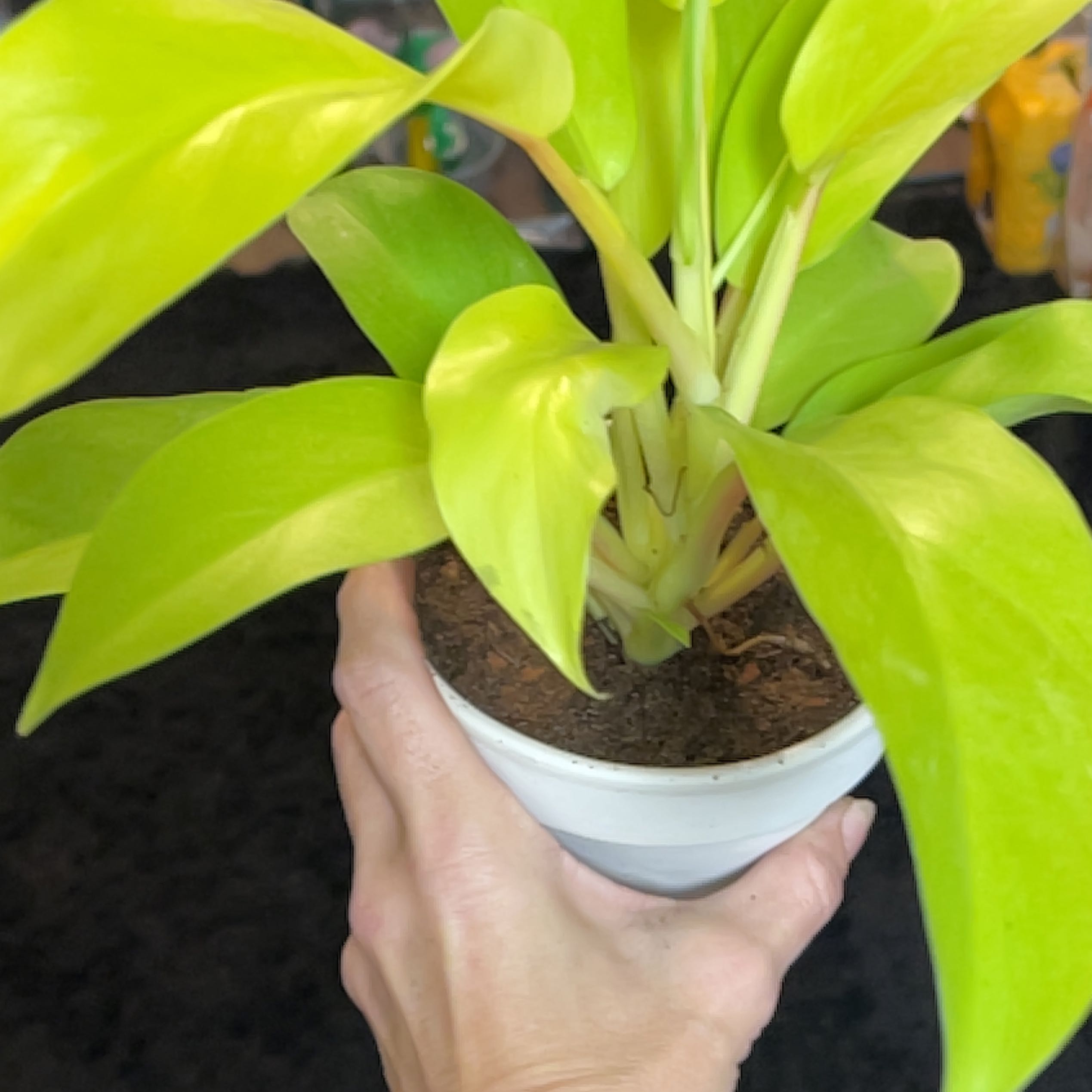 Philodendron 'Malay Gold' plant in a white pot held by a hand, with vibrant green leaves.