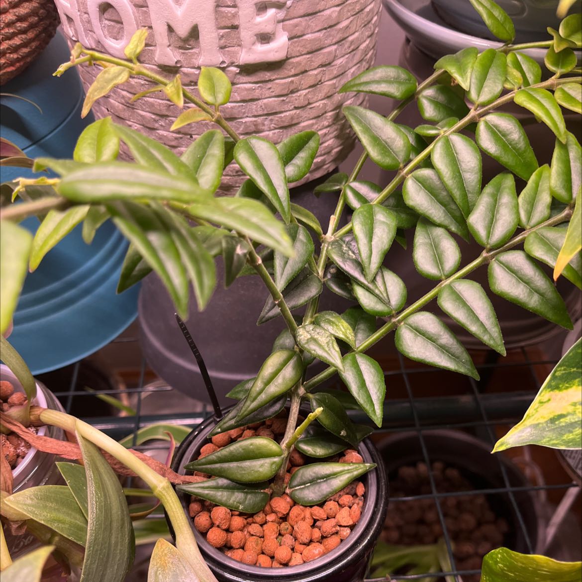Hoya Bella plant in a small pot with visible soil, surrounded by other plants and pots.
