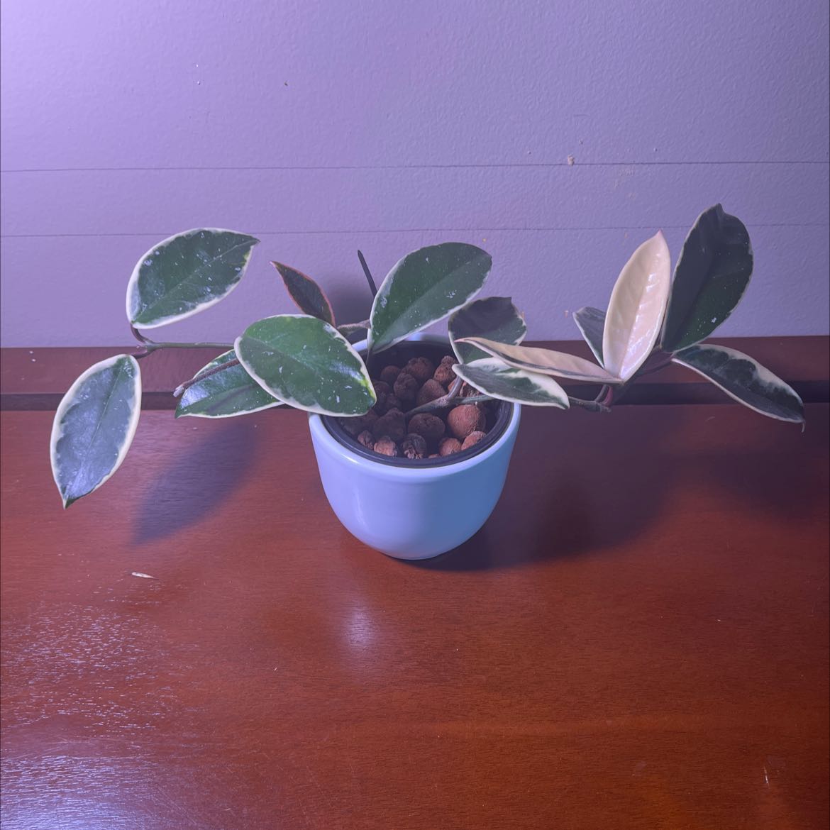 Photo of the plant species Wax plant by @DragonLady named Liz on Greg, the plant care app