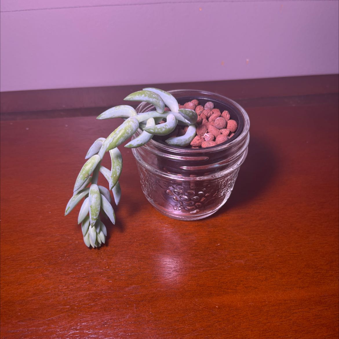 Graptosedum 'Blue Giant' succulent in a glass container with clay pebbles on a wooden surface.