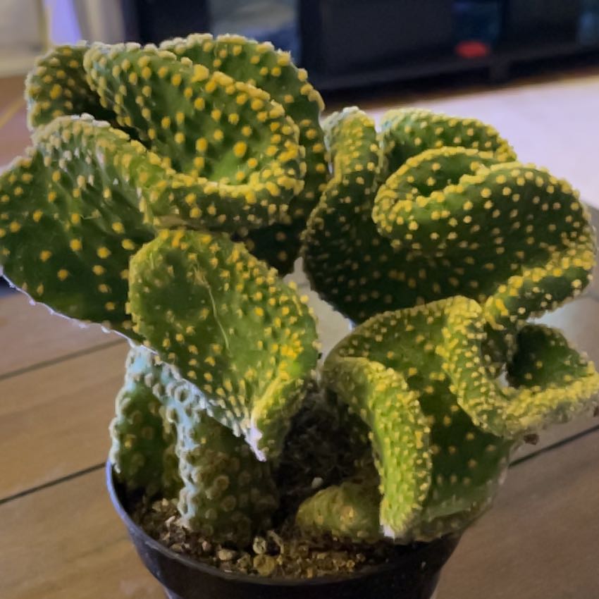 Photo of the plant species Golden Swirl by @FullHope named Lebron on Greg, the plant care app