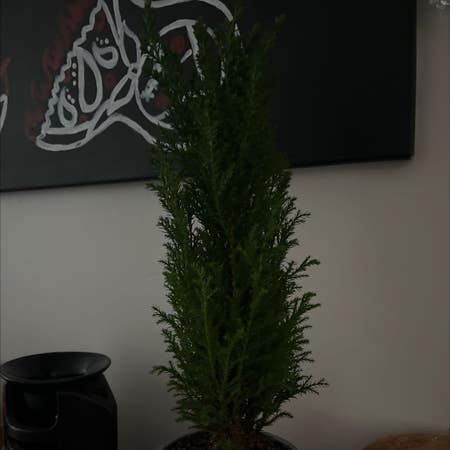 Photo of the plant species Ginger Pine by Holysoftcane named кипарис on Greg, the plant care app