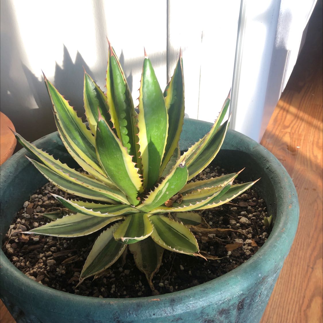 Thorn-Crested Century Plant in a pot with vibrant green and yellow variegated leaves.