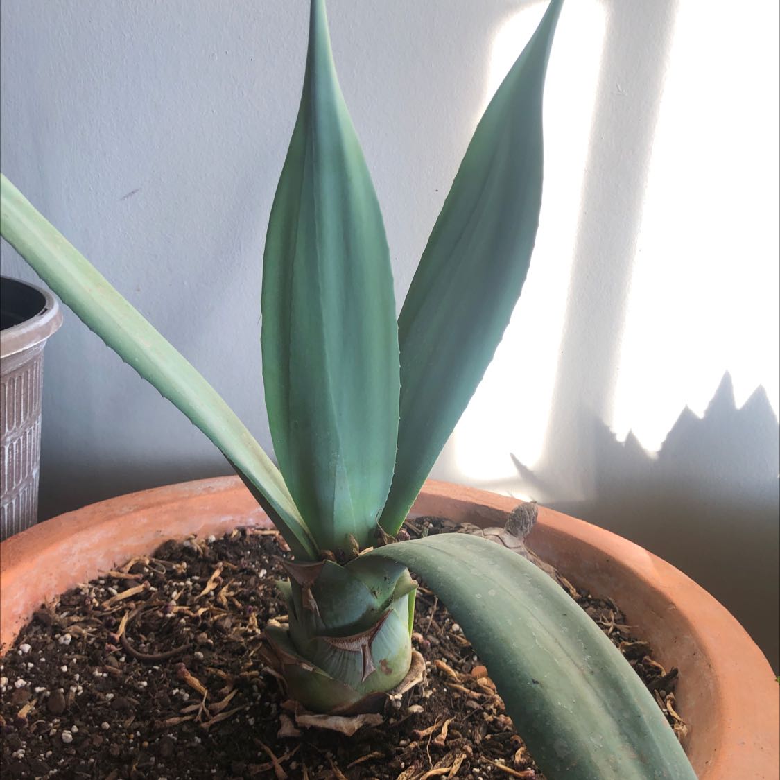 Photo of the plant species Maguey by @Omarlopz68 named Mag on Greg, the plant care app