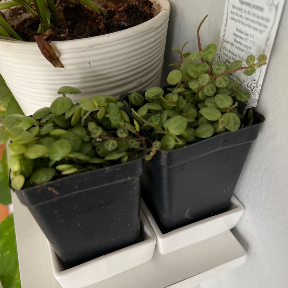 Two healthy Peperomia 'Pepperspot' plants in black pots on white trays.