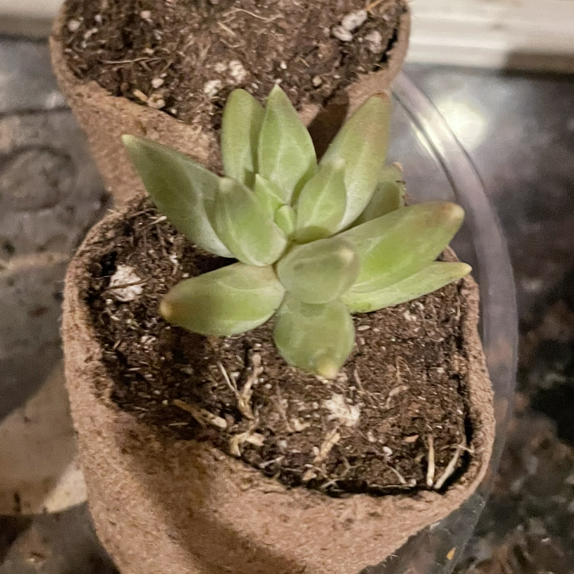Photo of the plant species Little Jewel by @CaringLilacmist named Belle on Greg, the plant care app