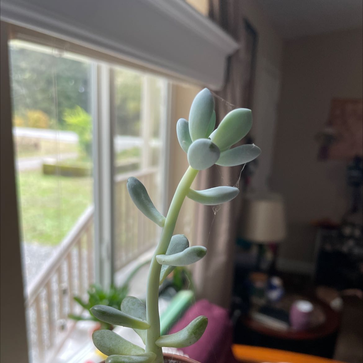 Healthy Belle Blue succulent plant indoors near a window.