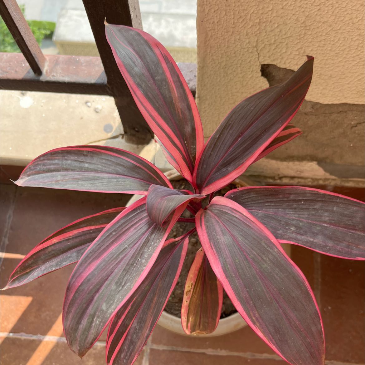 Photo of the plant species Ti Plant by @YesPaleflax named Your plant on Greg, the plant care app