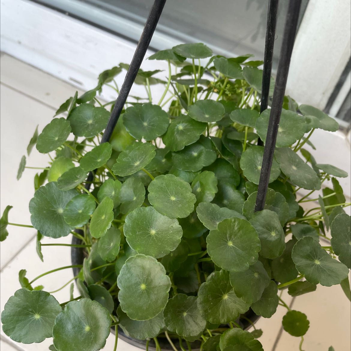 Healthy Manyflower Marshpennywort plant in a hanging pot with green leaves.
