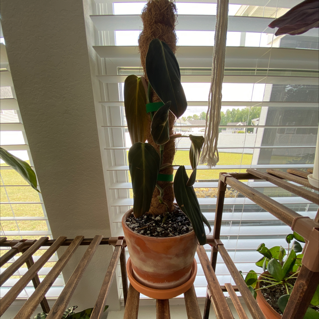 Philodendron gigas plant in a pot with a moss pole, placed on a wooden shelf near a window.
