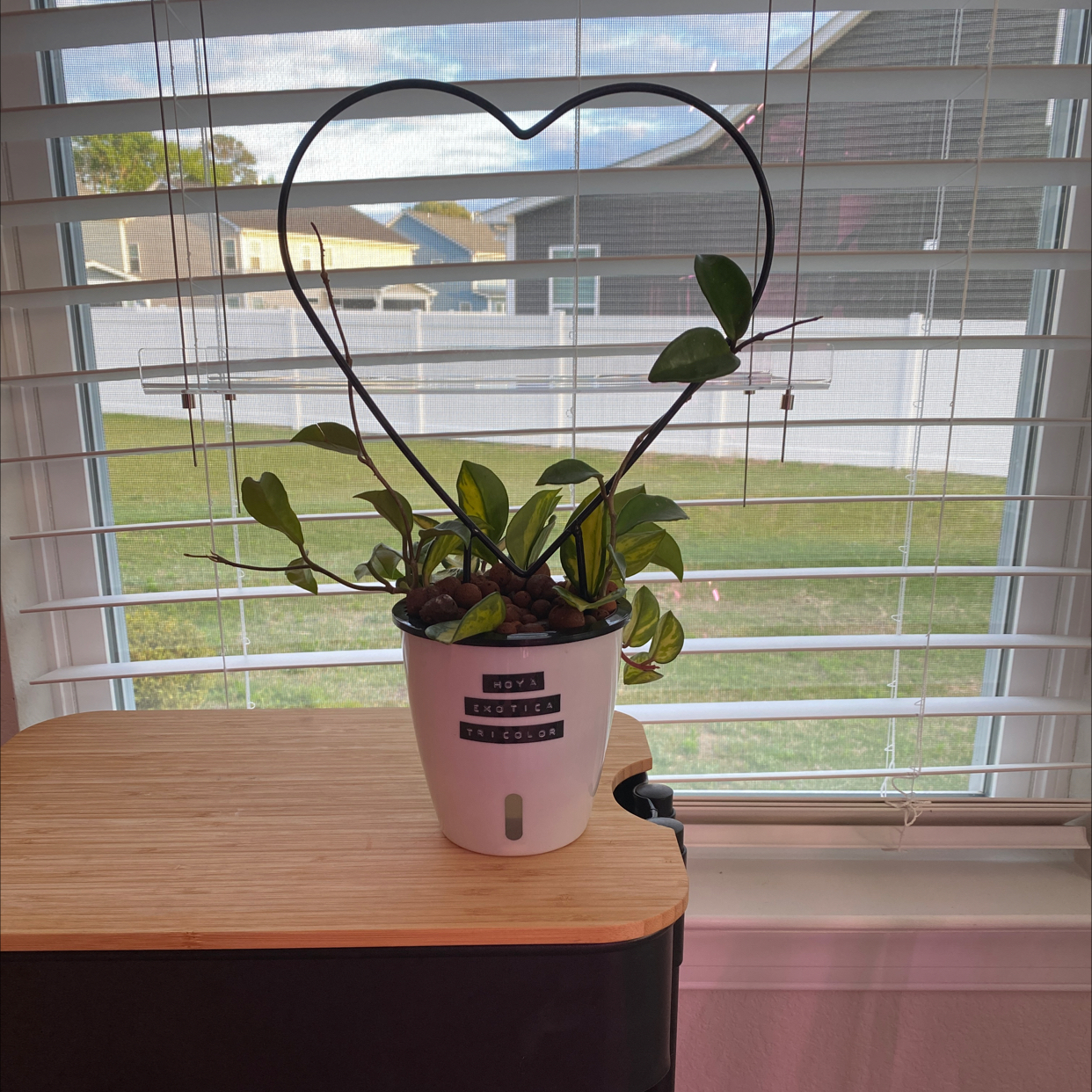 Potted Hoya plant with heart-shaped support near a window.