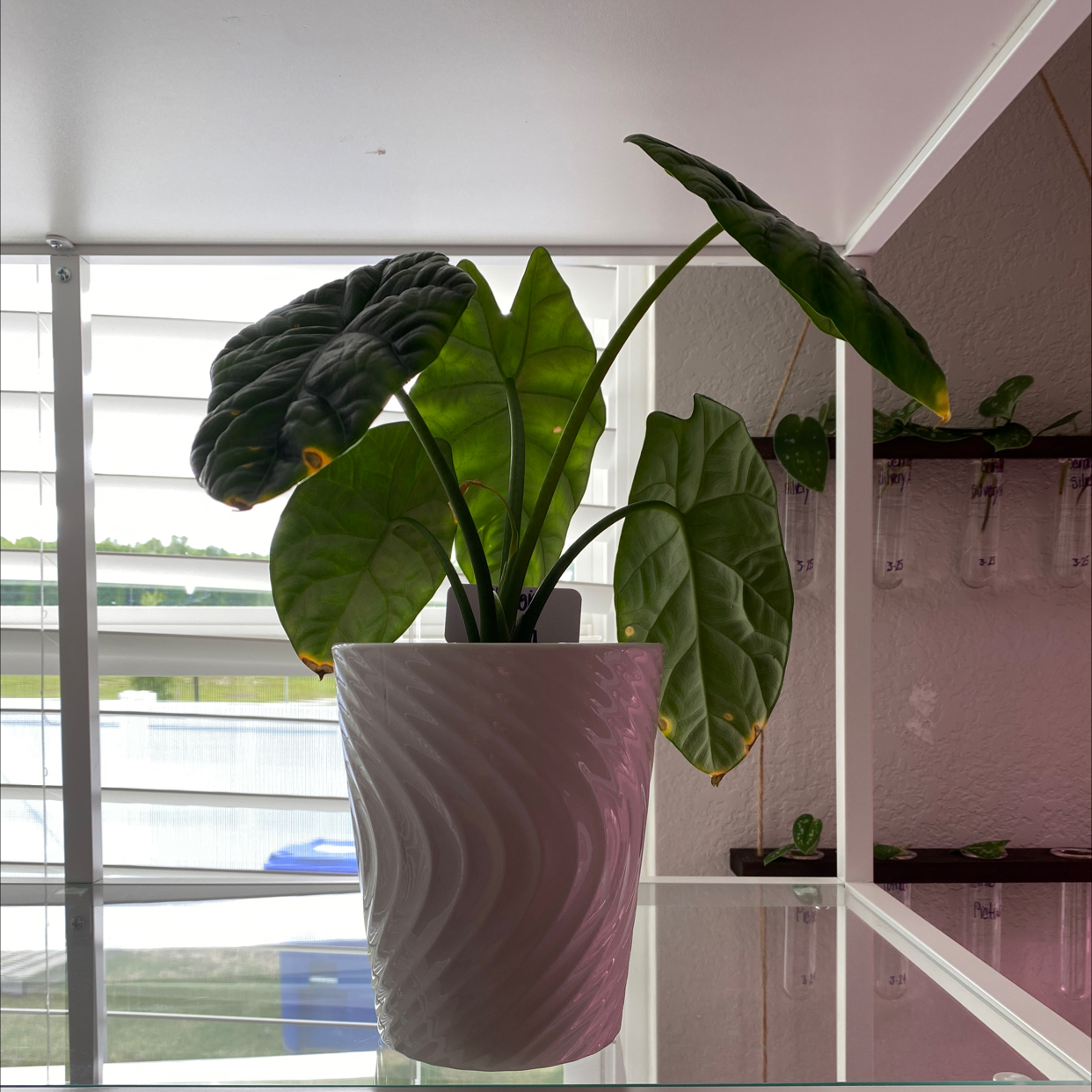 Potted Jewel Alocasia plant with large, dark green leaves and some yellowing edges, placed on a glass surface.