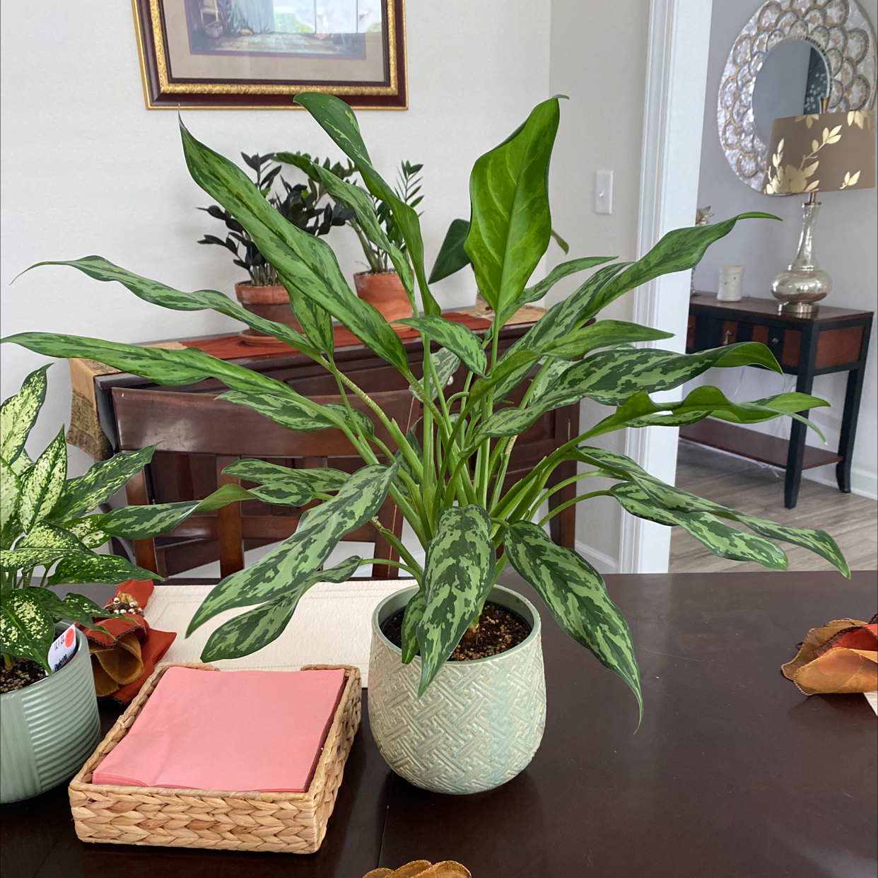 Photo of the plant species Chinese Evergreen 'Juliette' by @HoneyedRambutan named Aglaonema @Juliette on Greg, the plant care app