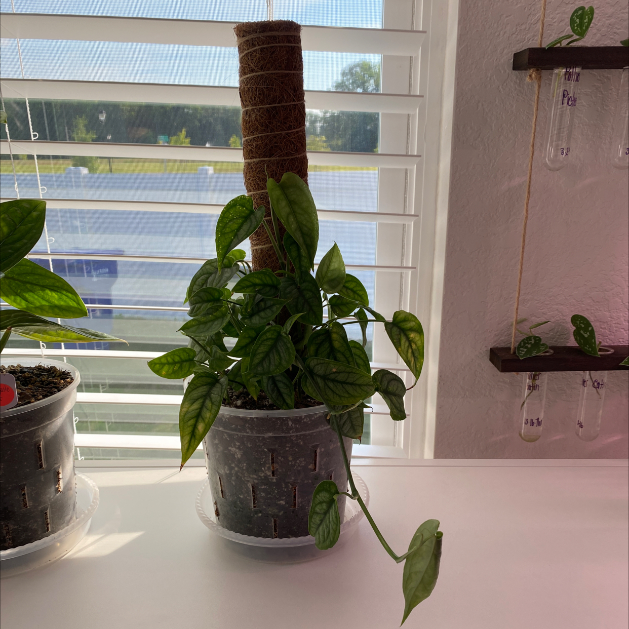 Potted Monstera siltepecanna plant indoors with a moss pole, healthy green leaves.
