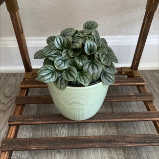 Silver Frost Peperomia plant in Suffolk, Virginia
