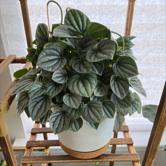 Silver Frost Peperomia plant in Suffolk, Virginia