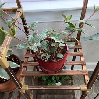 parallel peperomia plant in Suffolk, Virginia