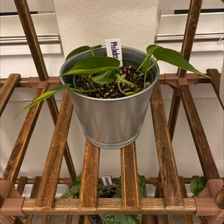 Philodendron Brasil plant in Suffolk, Virginia