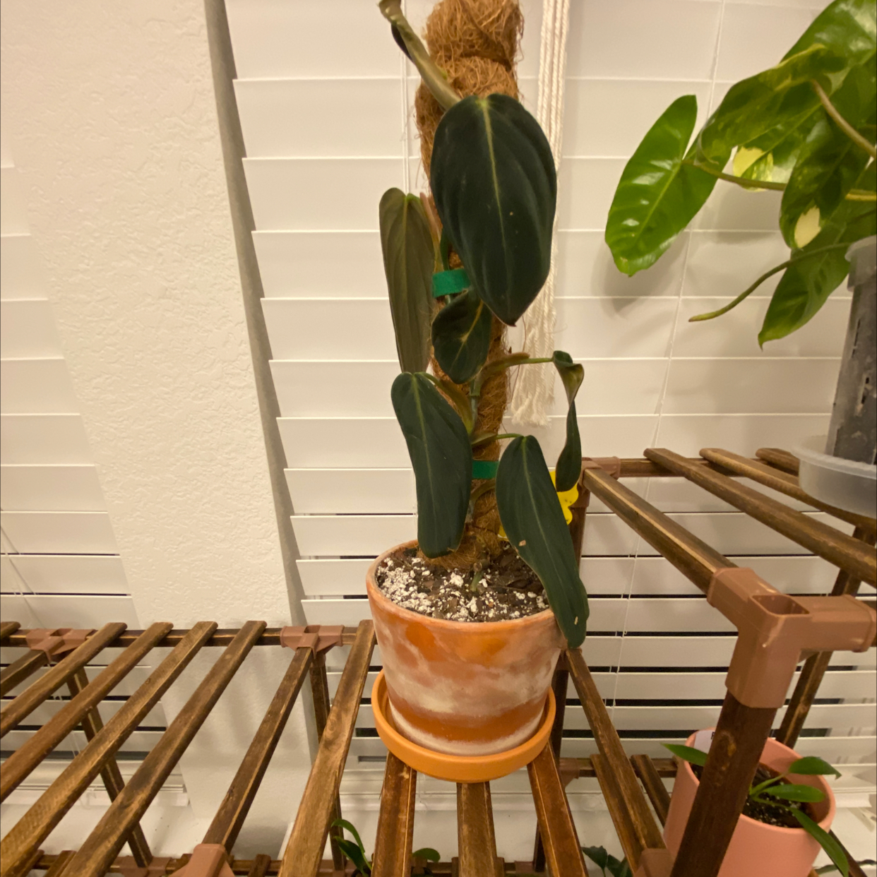 Philodendron gigas plant supported by a moss pole in a pot on a wooden shelf.