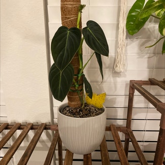 Black Gold Philodendron plant in Suffolk, Virginia