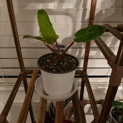 Philodendron 'Painted Lady' plant