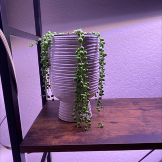 String of Pearls plant in Suffolk, Virginia