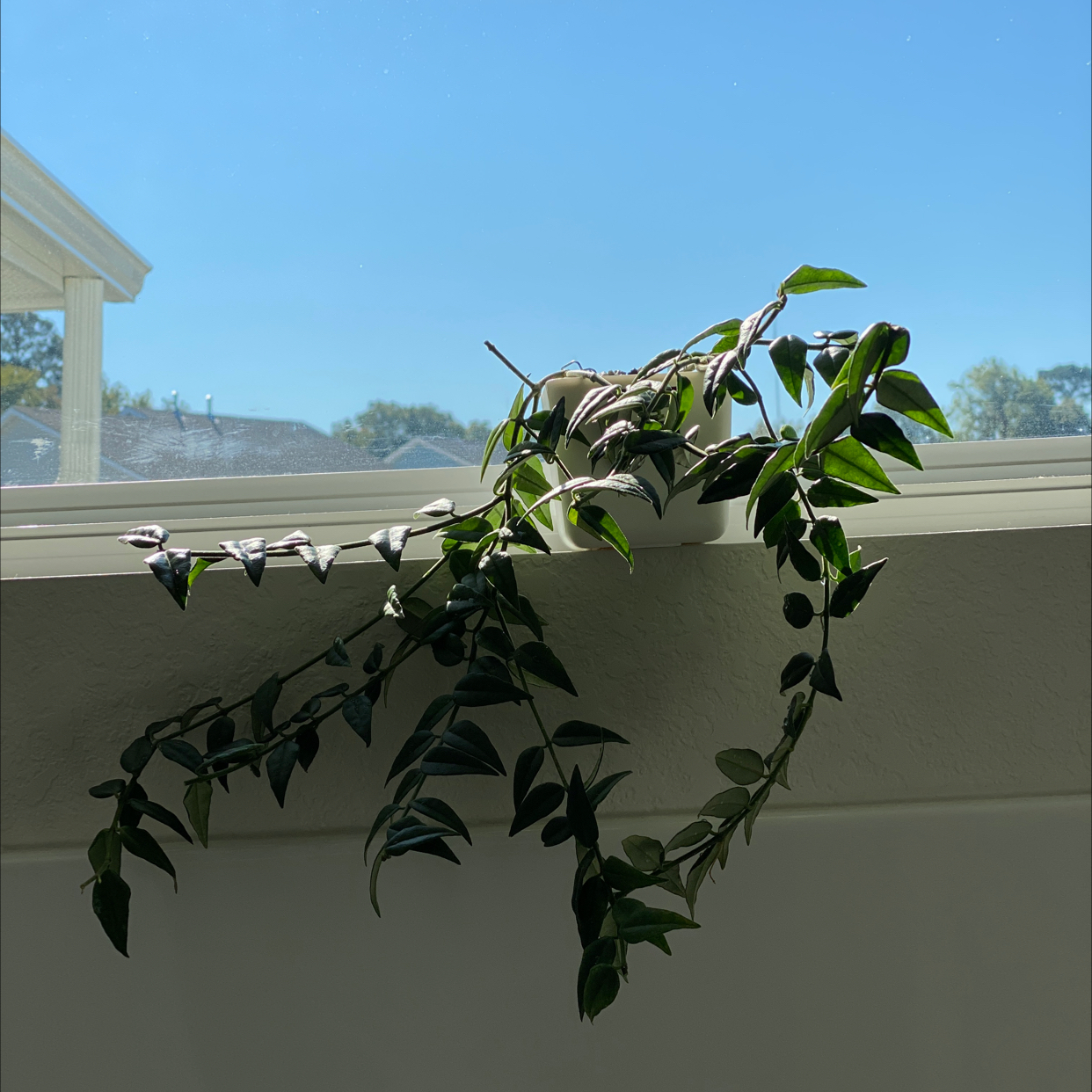 Hoya Bella plant on a windowsill with green leaves and a clear blue sky in the background.