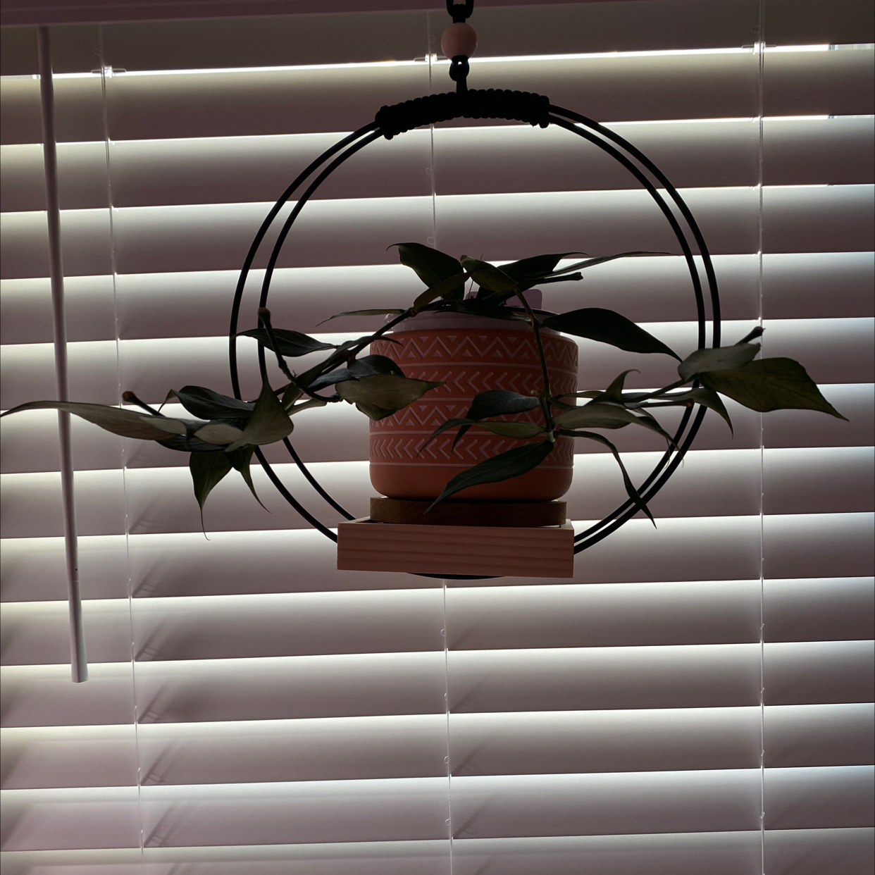 Hanging potted Fishtail Hoya plant in front of window blinds.