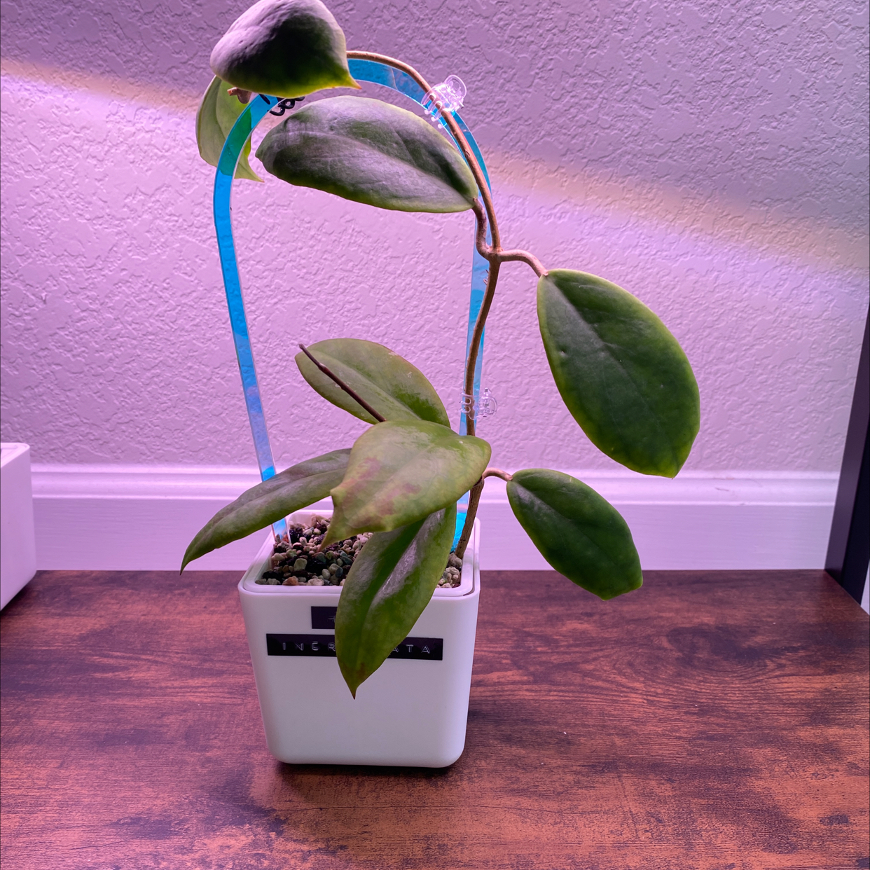 Photo of the plant species Hoya Moonshadow by @HoneyedRambutan named Hoya @Incrassata on Greg, the plant care app