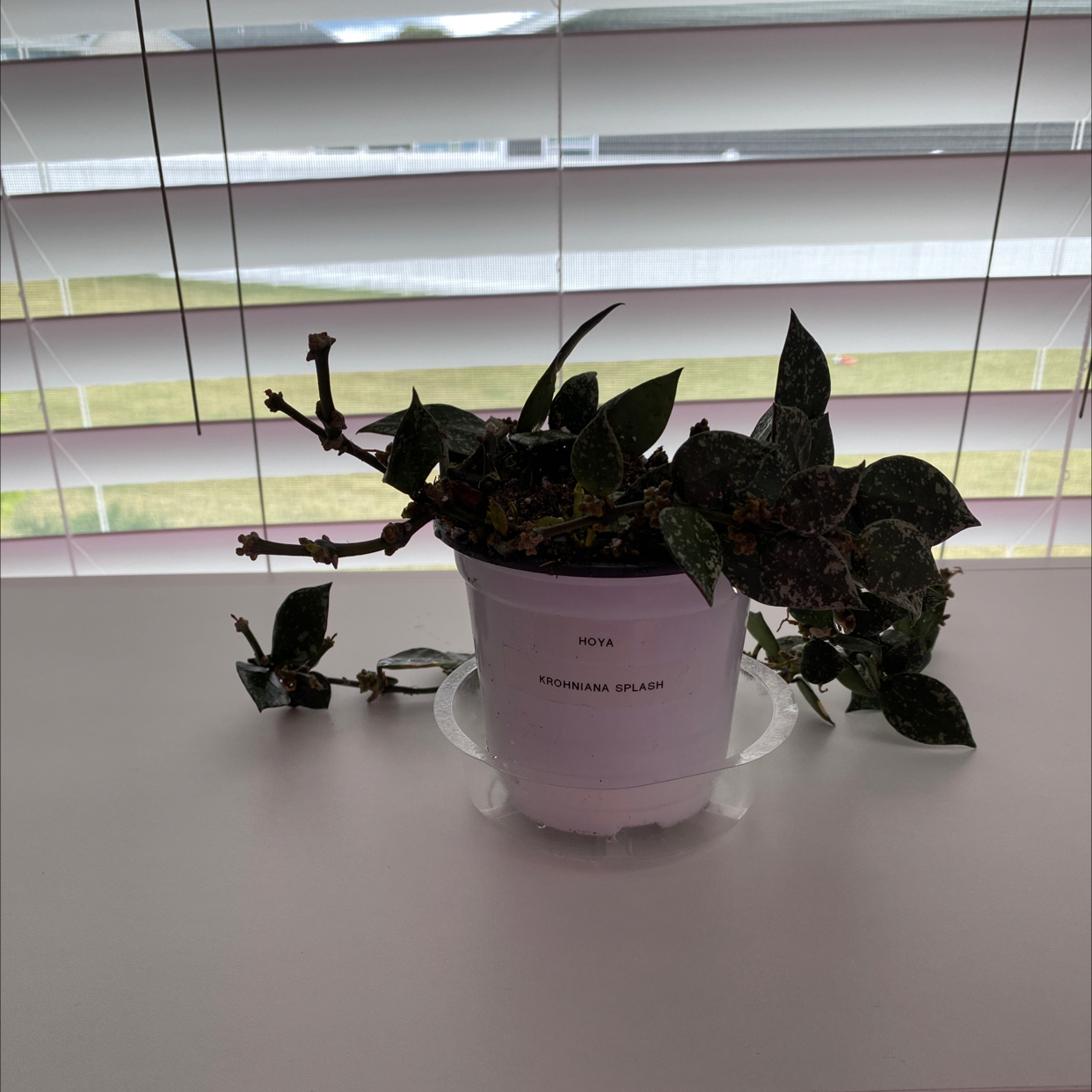 Hoya krohniana plant in a white pot on a white surface with window blinds in the background.