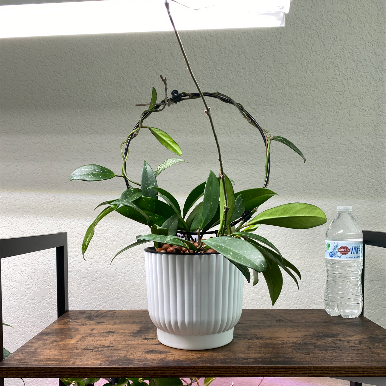 Potted Exotic Hoya plant with green leaves on a wooden table.