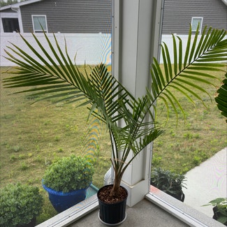 Majesty Palm plant in Suffolk, Virginia