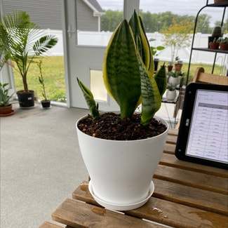 Snake Plant plant in Suffolk, Virginia