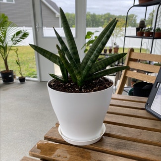 Cylindrical Snake Plant plant in Suffolk, Virginia