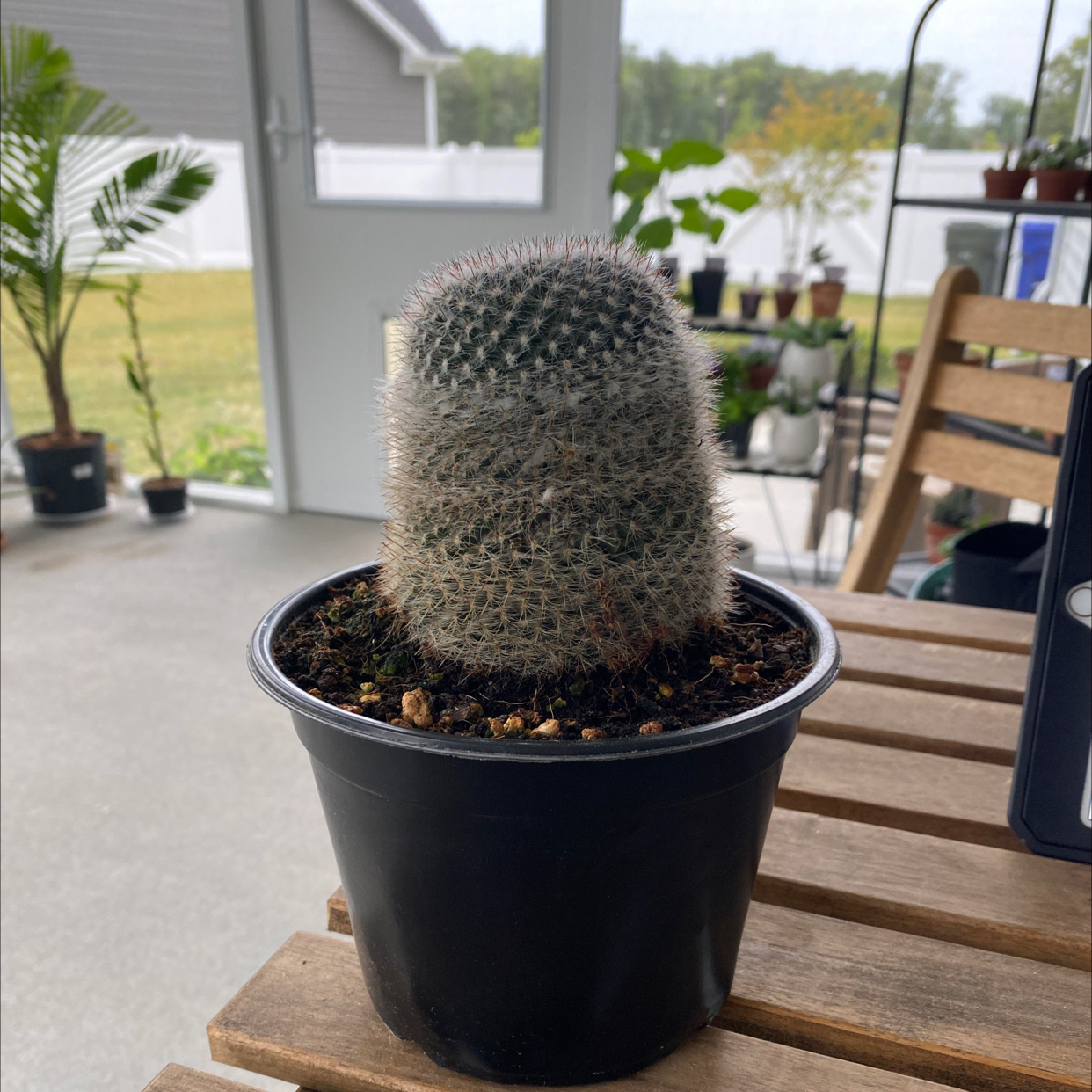 A healthy Old Lady Cactus in a black pot on a wooden table in an indoor setting.