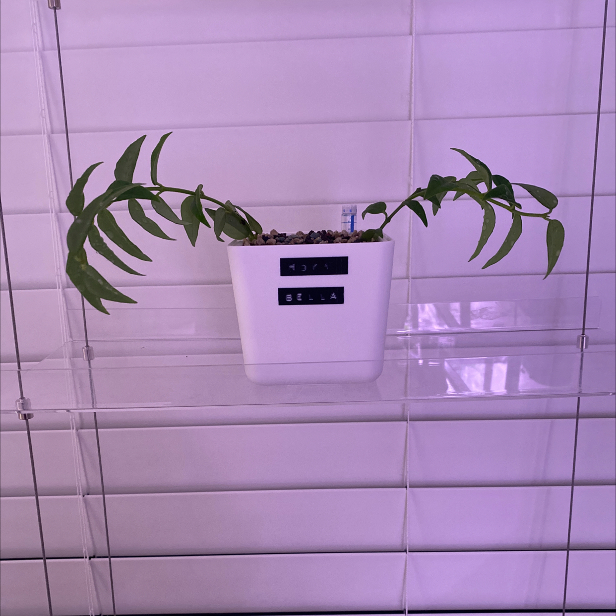 Hoya Bella plant in a white pot on a shelf with visible soil and healthy green leaves.